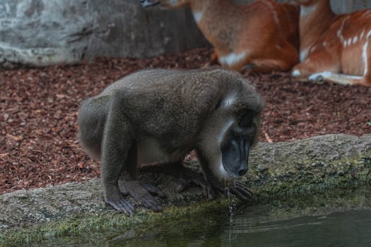 digital wallet and mobile payment