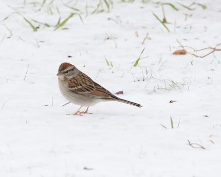 home insurance risks for non-credit-checked