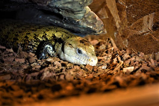 online gambling scene