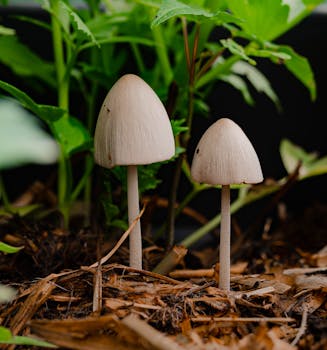 tech_risk_management