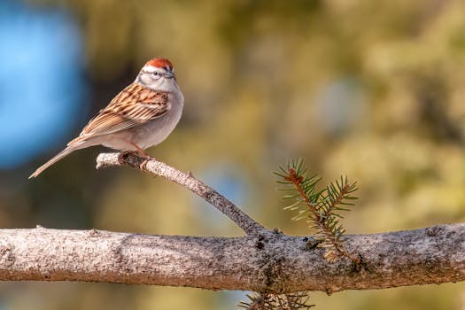 pexels gambling night
