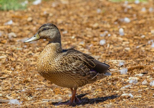 pexels-gambling-background