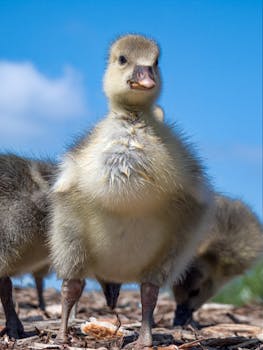 pexels-money-transfer