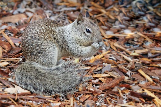 pexels-gamblers-using-smartphone