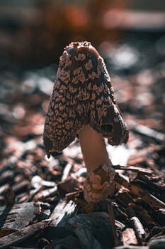 pexels-garya-k-1514453