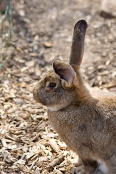 pexels-cod-marko-2087451